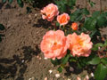 celtic park - pretty roses.jpg